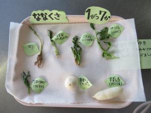 七草を実際に見て、触って覚えます。